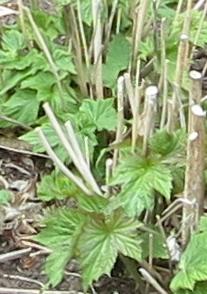 anemonefolsprhybridaluiseuthinkgarnonswilliams