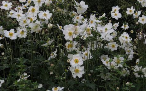 anemoneforauthybridaluiseuthinkgarnonswilliams