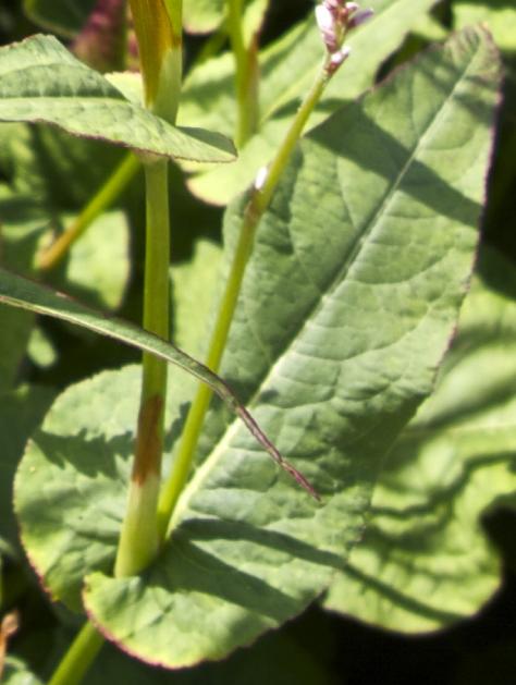 persicariafolsumamplexicaulisroseakavanagh