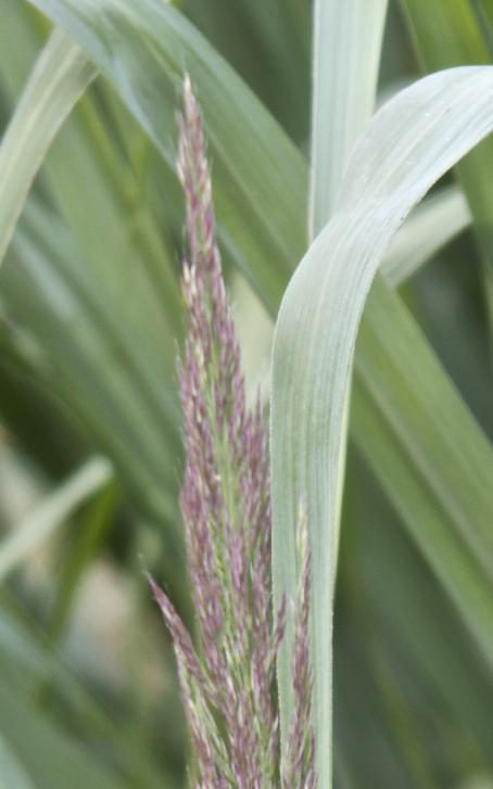 calamagrostisflobud1brachytrichakavanagh