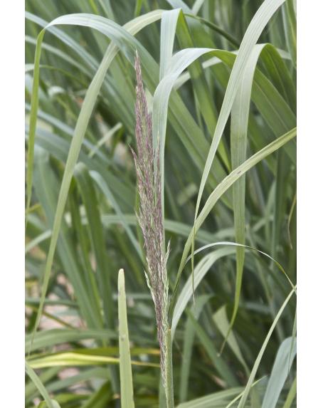 calamagrostisflobud2brachytrichakavanagh