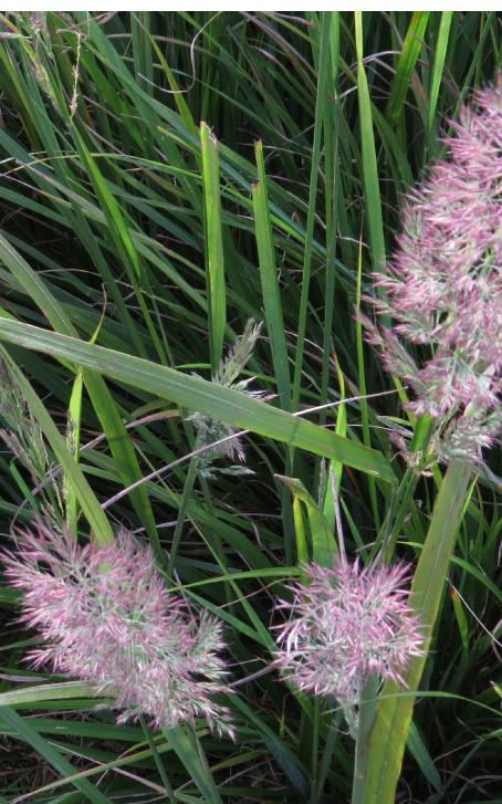 calamagrostisflosbrachytrichagarnonswilliams