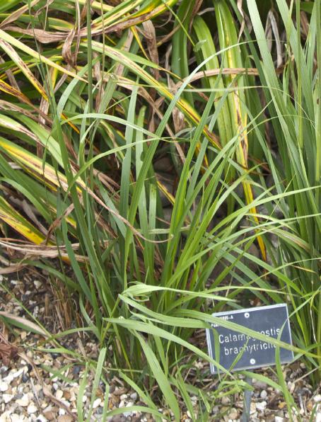 calamagrostisfolbrachytrichakavanagh