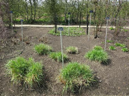 calamagrostisforspr1brachytrichakavanagh