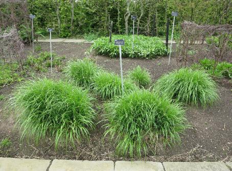 calamagrostisforspr2brachytrichagarnonswilliams