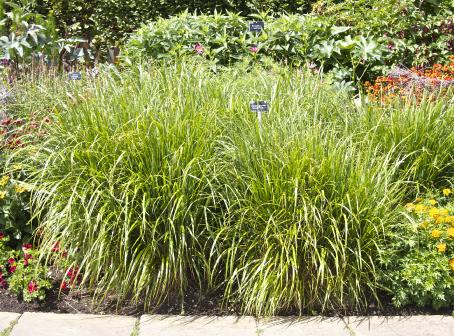 calamagrostisforsumbrachytrichakavanagh