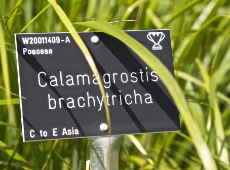 calamagrostislabel1brachytrichagarnonswilliams