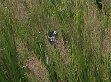 calamagrostislabel2brachytrichagarnonswilliams