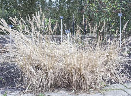 calamosgritisforwinbrachytrichakavanagh