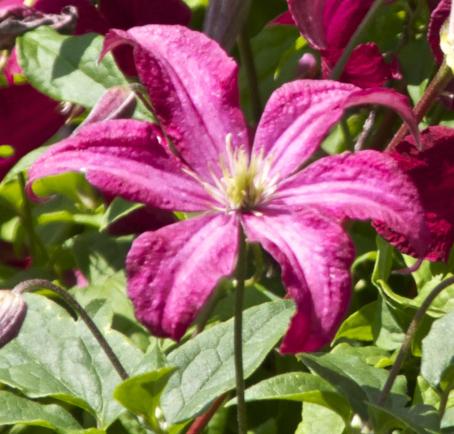 clematisflomadamejuliacorrevonkavanagh