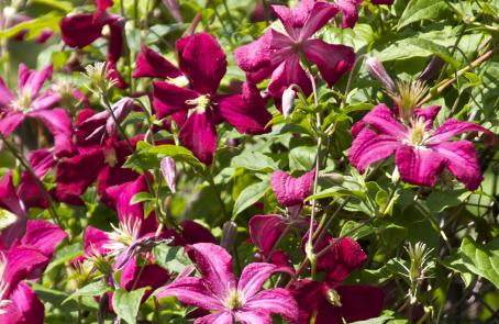 clematisflosmadamejuliacorrevonkavanagh