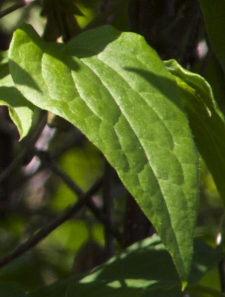 clematisfolmadamejuliacorrevonkavanagh