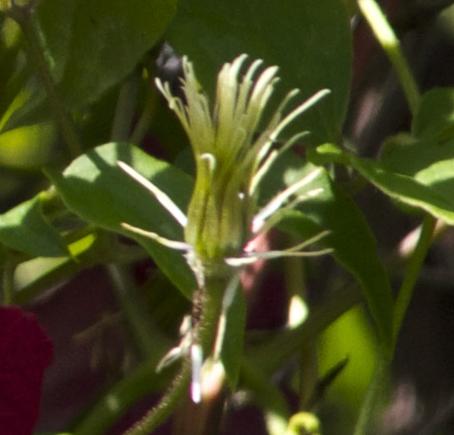 clematisfrumadamejuliacorrevonkavanagh