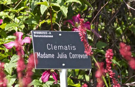 clematislabelmadamejuliacorrevonkavanagh