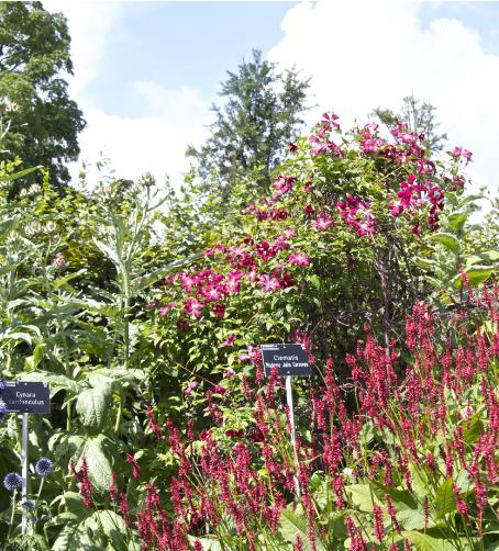 clematissupport1madamejuliacorrevonkavanagh