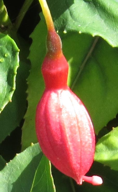 fuchsiaflobudmrspopplegarnonswilliams