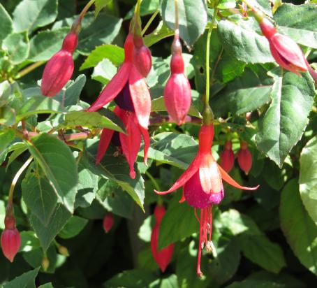 fuchsiaflosmrspopplegarnonswilliams