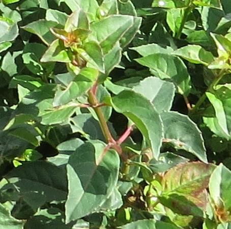 fuchsiafolmrspopplegarnonswilliams