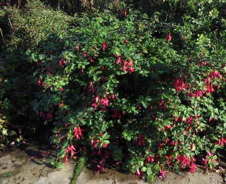 fuchsiaforaut1mrspopplegarnonswilliams