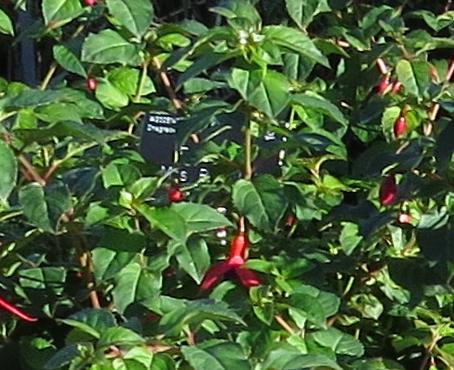 fuchsiaforaut2mrspopplegarnonswilliams