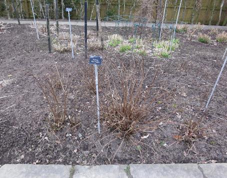 fuchsiaforspr1mrspopplegarnonswilliams