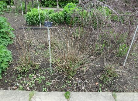 fuchsiaforspr2mrspopplegarnonswilliams