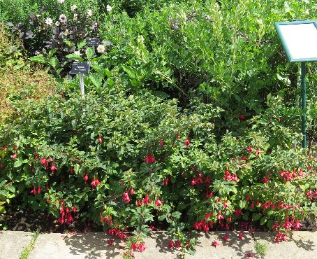 fuchsiaforsummrspopplegarnonswilliams