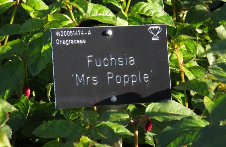 fuchsialabel1mrspopplegarnonswilliams