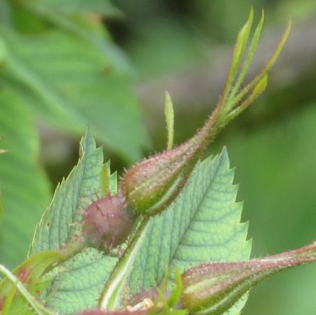 rosaflobud1carmenettagarnonswilliams