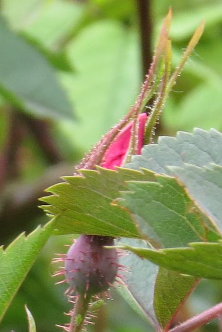 rosaflobud2carmenettagarnonswilliams