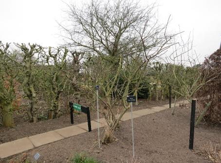 rosacarmenettaIMG1648