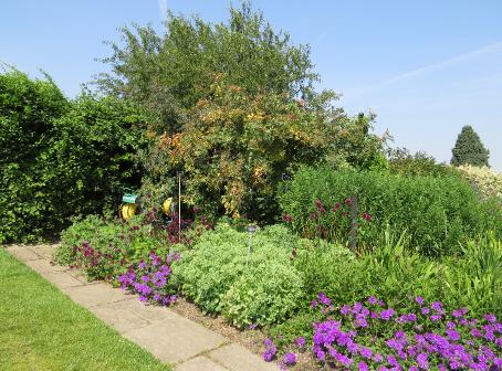 rosacarmenettaIMG3008