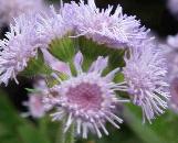 ageratumcfloshoustonianummediacommons1a