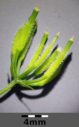 anthriscusfruscerefoliumwikimediacommons