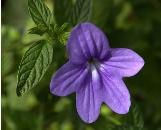browalliacflospeciosawikimediacommons1