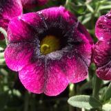 calibrachoacflosuperbellsblackberrypunchwikimediacommons