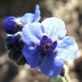 cynoglossumcflosamabilewikimediacommons1