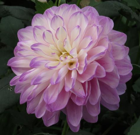 dahliaflobluewishgarnonswilliams1a