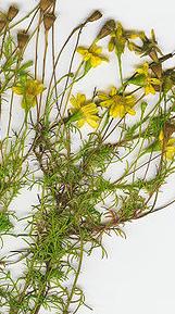dryssodiacfortenuilobawikimediacommons