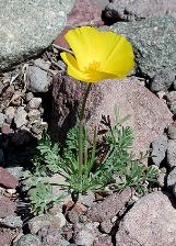 eschscholtziacforcalifornicawikimediacommons