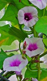 ipomoeacflosbatataswikimediacommons