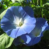 ipomoeacflostricolorwikimediacommons1