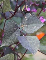 lablabcfolpurpureuswikimediacommons