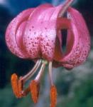 liliumpflomartagon