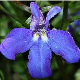 lobeliacflowikimediacommons