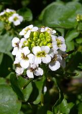 nasturtiumcfloofficinalewikimediacommons