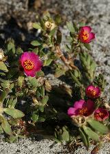 portuluccacfloamiliswikimediacommons