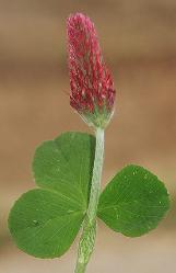 trifoliumcforincarnatumwikimediacommons