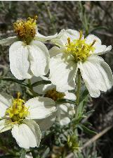 zinniacflosacerosawikimediacommons