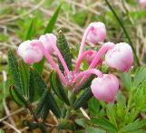 andromedacflospolifoliawikimediacommons
